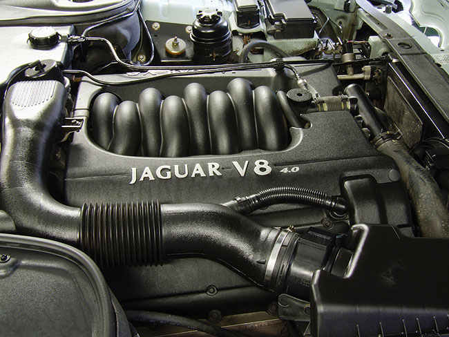 image/jaguar-076.jpg
