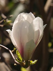 image/_magnolie_blomst-8609.jpg