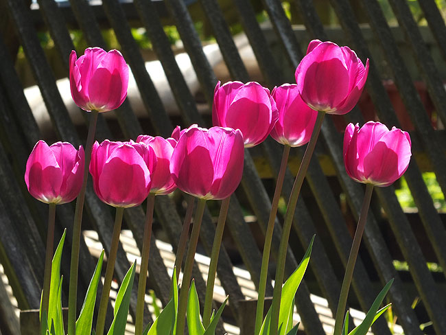 image/tulipaner--8636.jpg