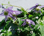 image/_clematis_blomster-06.jpg