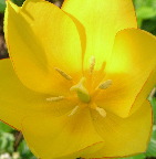 image/_gul_tulipan-26.jpg