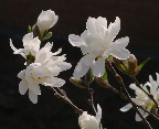 image/_magnolie-01.jpg