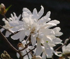 image/_magnolie-99.jpg