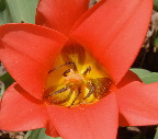 image/_tulipan-79.jpg