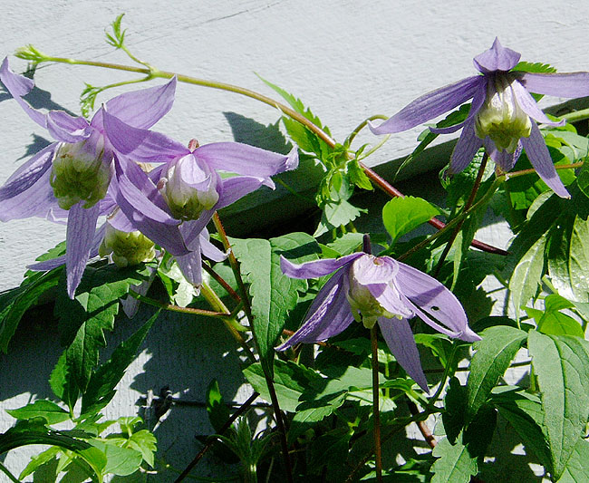 image/clematis_blomster-06.jpg