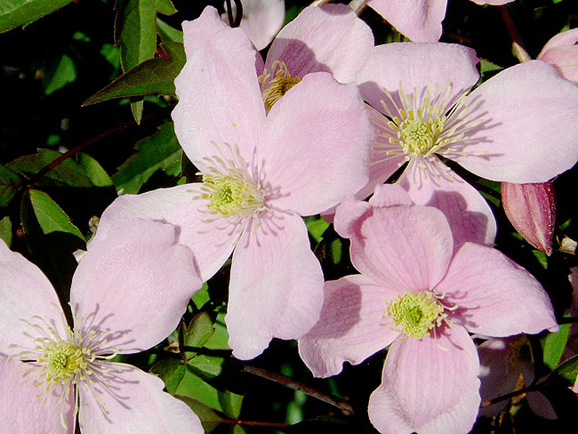 image/clematis_blomster-63.jpg