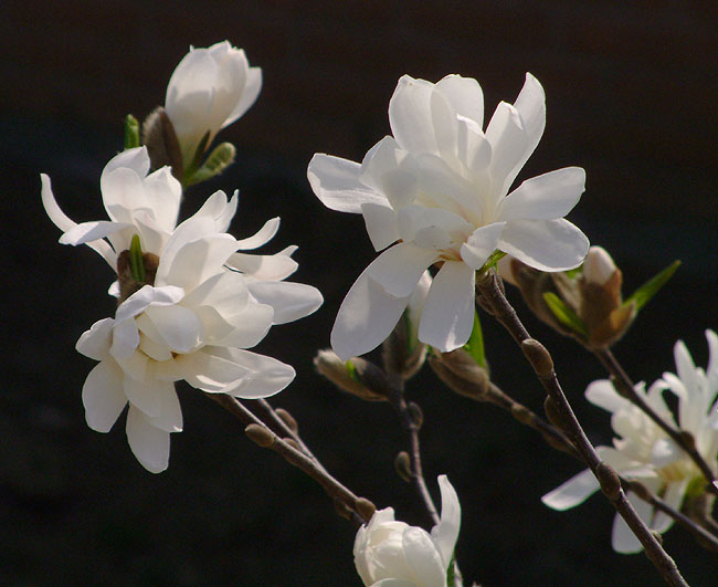 image/magnolie-01.jpg