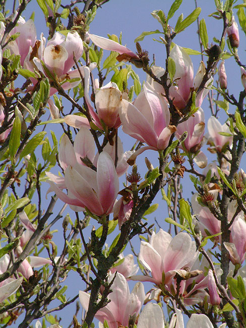 image/magnolie_blomster-24.jpg