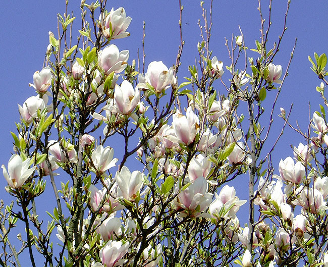 image/magnolien_blomstrer-03.jpg