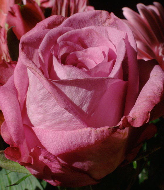 image/rose-32.jpg