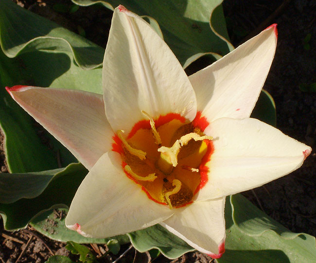 image/tulipan-78.jpg