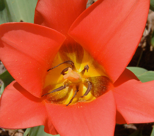 image/tulipan-79.jpg