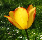 image/_tulipan-91.jpg