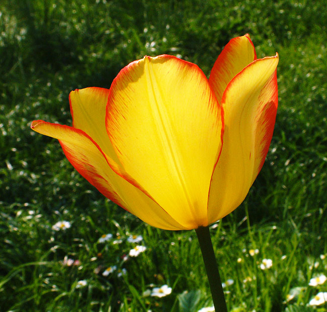 image/tulipan-91.jpg