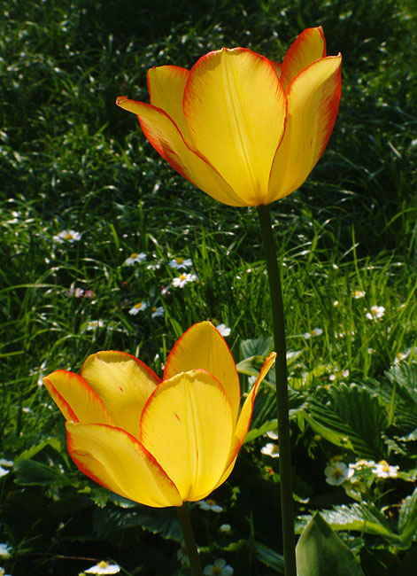 image/tulipaner-90.jpg