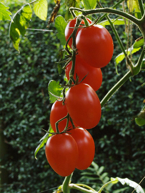 image/tomater-25.jpg