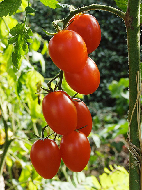 image/tomater-27.jpg