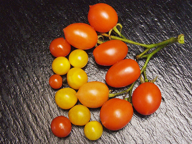 image/tomater-31.jpg