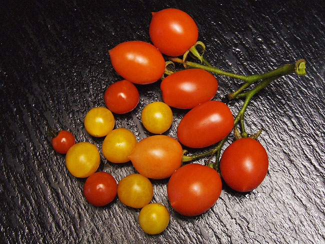 image/tomater-32.jpg