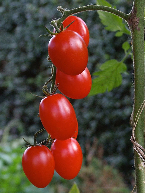 image/tomater-42.jpg