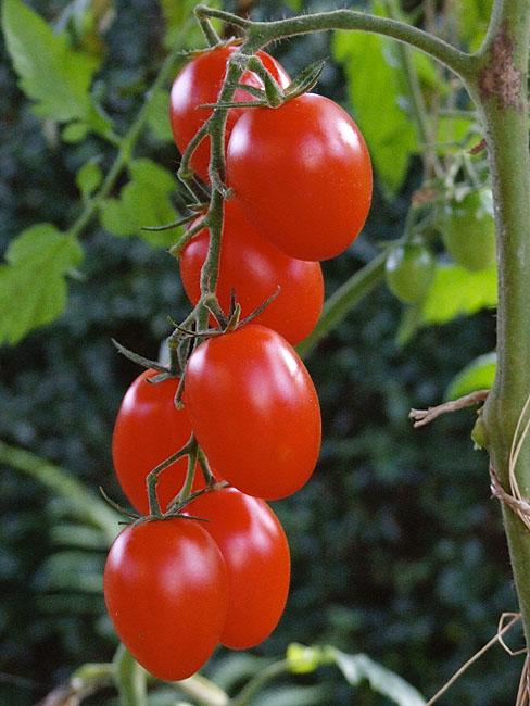 image/tomater-43.jpg