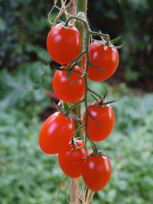 image/tomater-44.jpg