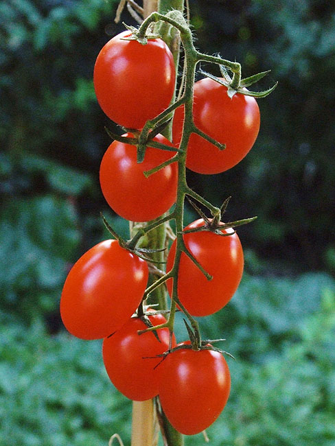 image/tomater-47.jpg