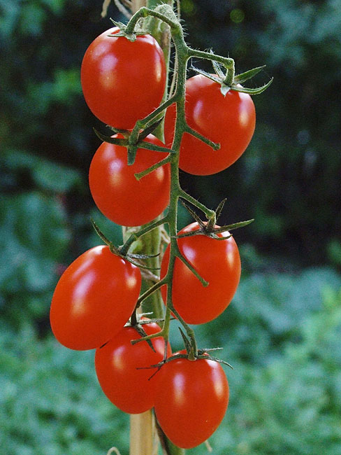 image/tomater-48.jpg