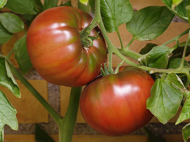 image/tomater-64.jpg