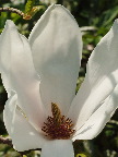 image/_magnolie_blomst-33.jpg