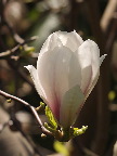 image/_magnolie_blomst-8610.jpg