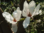 image/_magnolie_blomster-32.jpg