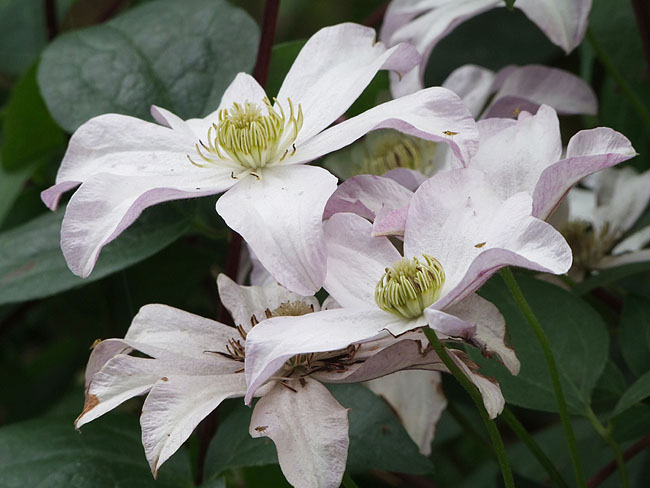 image/clematis-291.jpg