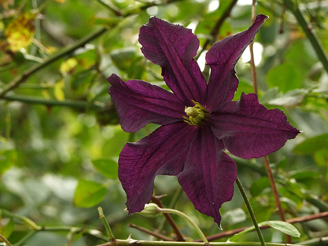 image/clematis-293.jpg