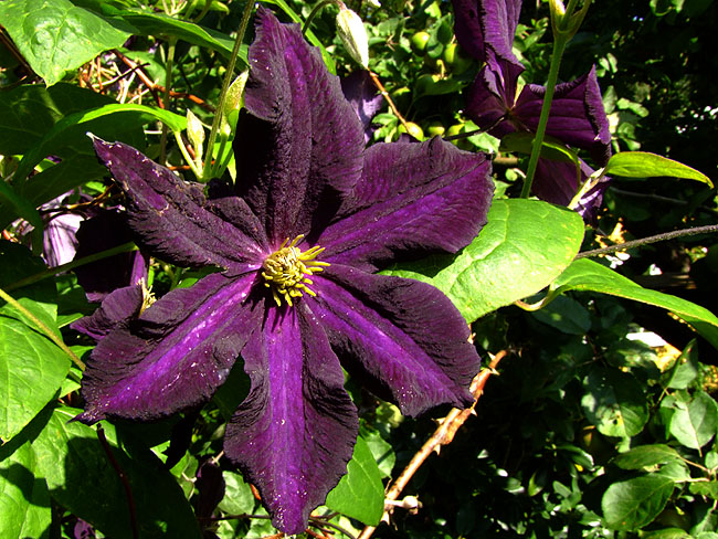 image/clematis-461.jpg