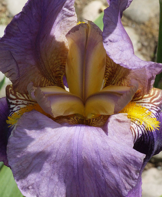 image/iris-88.jpg