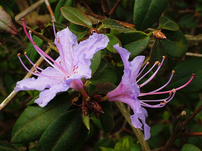 image/rhododendron-01.jpg