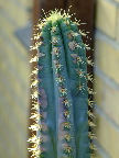 image/_kaktus-173.jpg