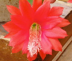 image/_kaktus_blomstrer-12.jpg