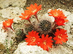 image/_kaktus_med_blomster-926.jpg