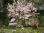 image/_magnolie-805.jpg