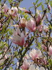 image/_magnolie_blomster-24.jpg