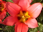 image/_tulipan-01.jpg