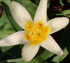 image/_tulipan-76.jpg
