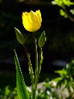 image/_tulipan-802.jpg