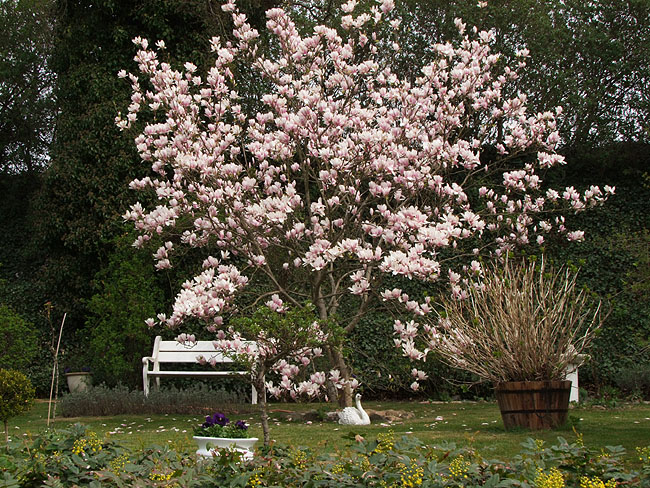 image/magnolie-804.jpg