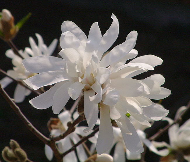 image/magnolie-99.jpg