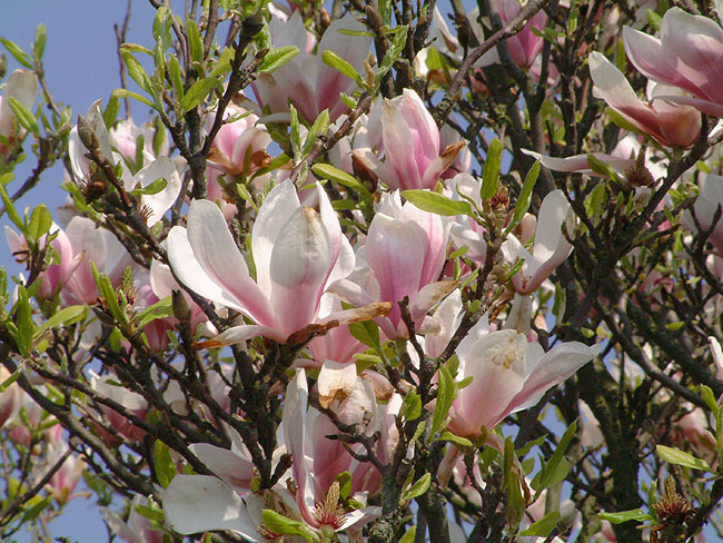 image/magnolie_blomster-23.jpg