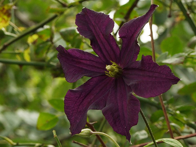 image/clematis-292.jpg