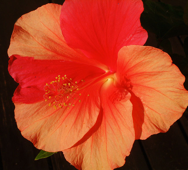 image/hibiskusblomst-54.jpg